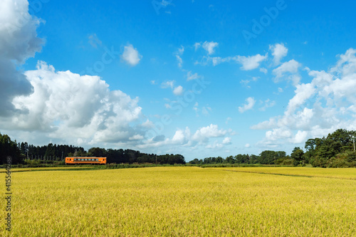 【青森県津軽】刈り取り直前の水田と私鉄ローカル線