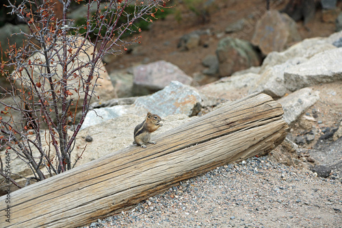 Chipmunk on the log - Rocky Mountains National Park, Colorado