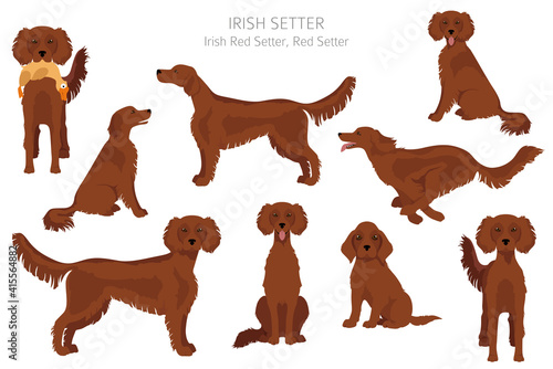 Irish setter clipart. Different poses, coat colors set.