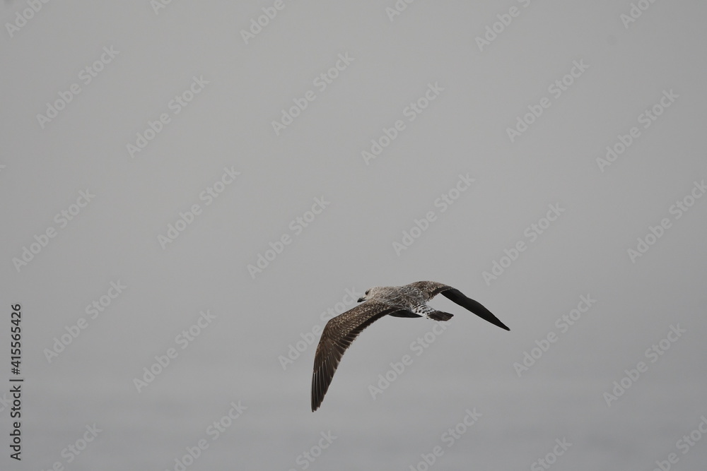 GAVIOTA PATIAMARILLA GAVIOTA PATIAMARILLA