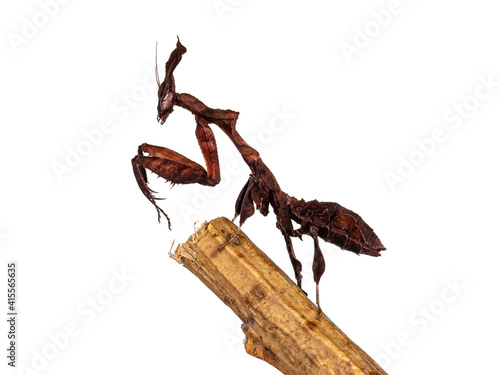 Side view of Ghost Mantis aka Phyllocrania paradoxa nymph. Standing side ways in praying position on edge of wooden stick. Isolated on white background.