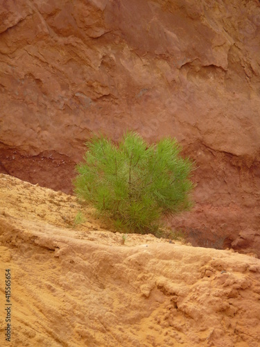 Single green bush seen against ochre rocks in Rousillon  Provence