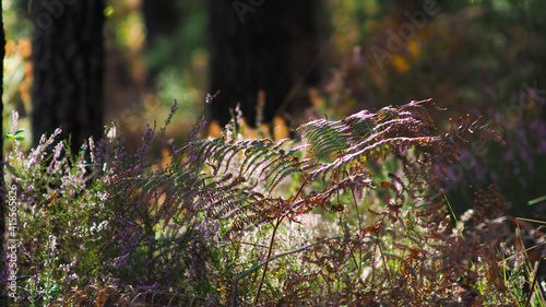 Flore de la forêt des Landes de Gascogne, composée notamment de bruyères et de fougères