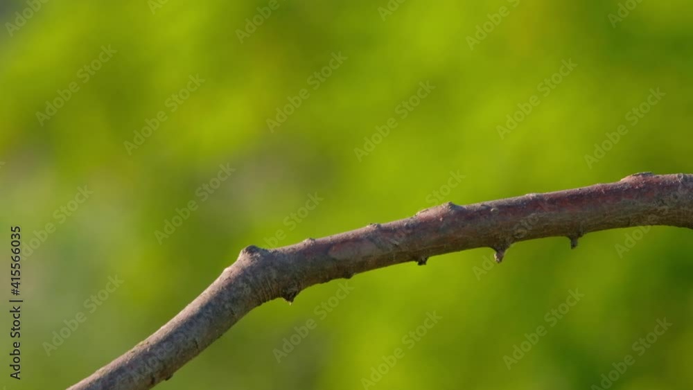European Bee-Eater - Merops Apiaster on a branch , exotic colorful migratory bird European Bee-Eater - Merops Apiaster on a branch , exotic colorful migratory bird