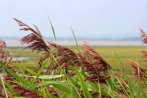 Close-up of reed grass heads, Newport Wetlands Reserve, Gwent Levels, Wales photo