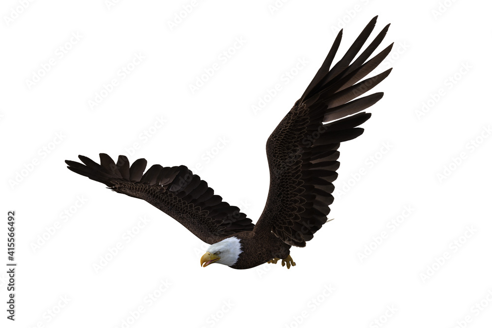 Obraz premium Bald Eagle in flight with wings raised. 3d illustration isolated on white background.