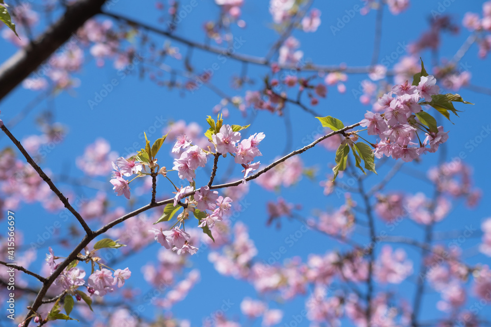 Fototapeta premium 東京都の河津桜(葉桜)