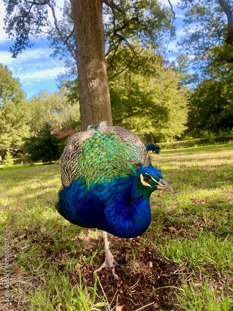 Fototapeta premium Look of a peacock 
