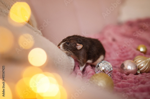 Domestic decorative rat running on the table with boe lights on the background