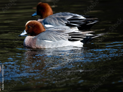 Eurasian wigeons feed and play on Japanese pond 7