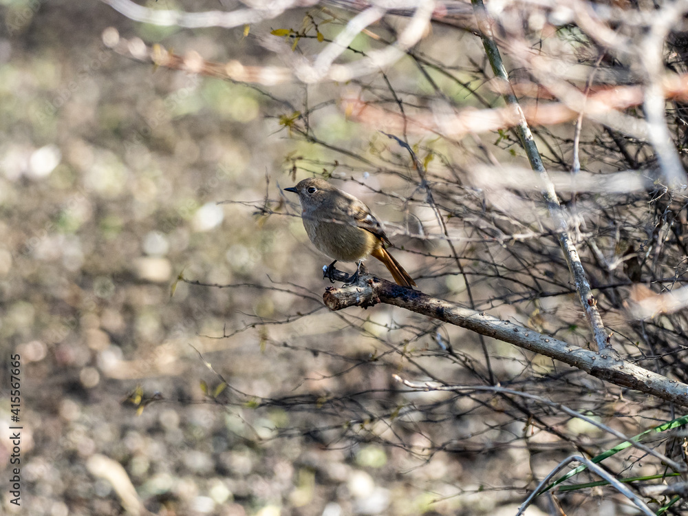 Female Daurian Redstart in brush along wetland 4 Female Daurian Redstart in brush along wetland 4