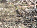 Female Daurian Redstart in brush along wetland 4