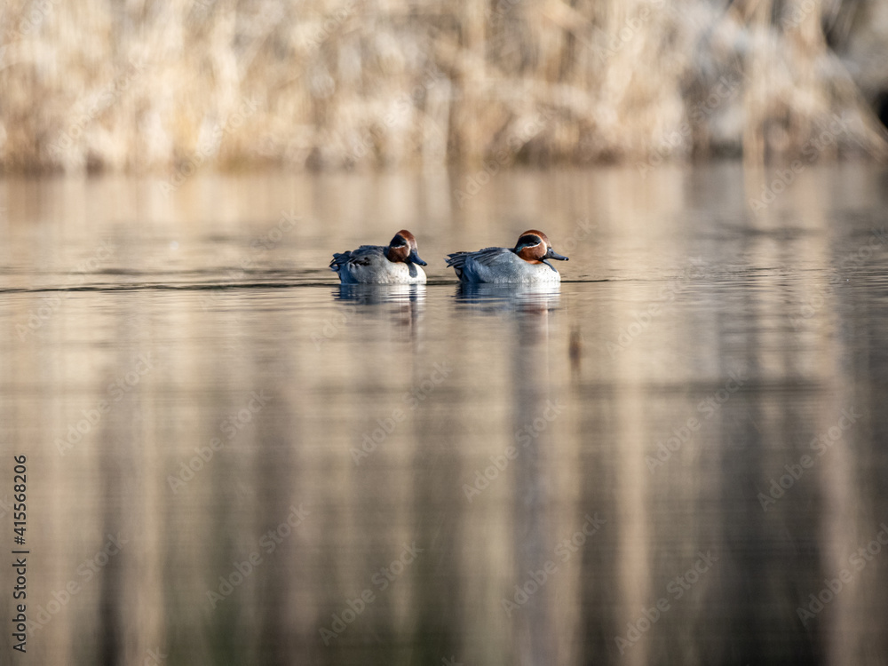 green winged teal duck flock on Izumi pond 11