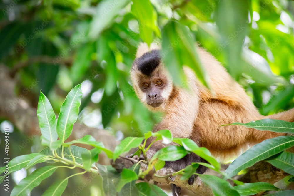 Fototapeta premium Capuchin monkey in the jungle