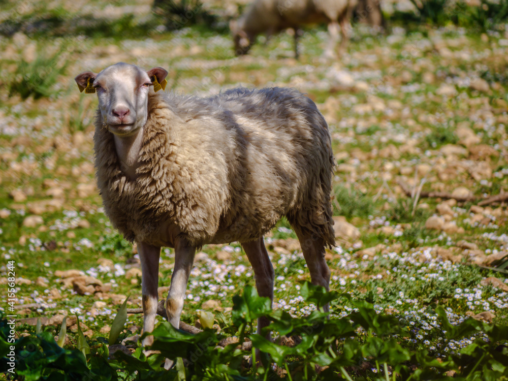 Naklejka premium Sheep Mallorca