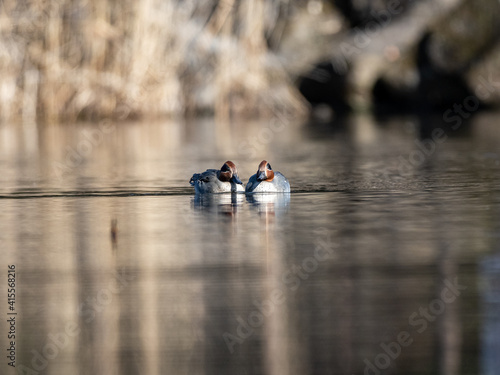 green winged teal duck flock on Izumi pond 12