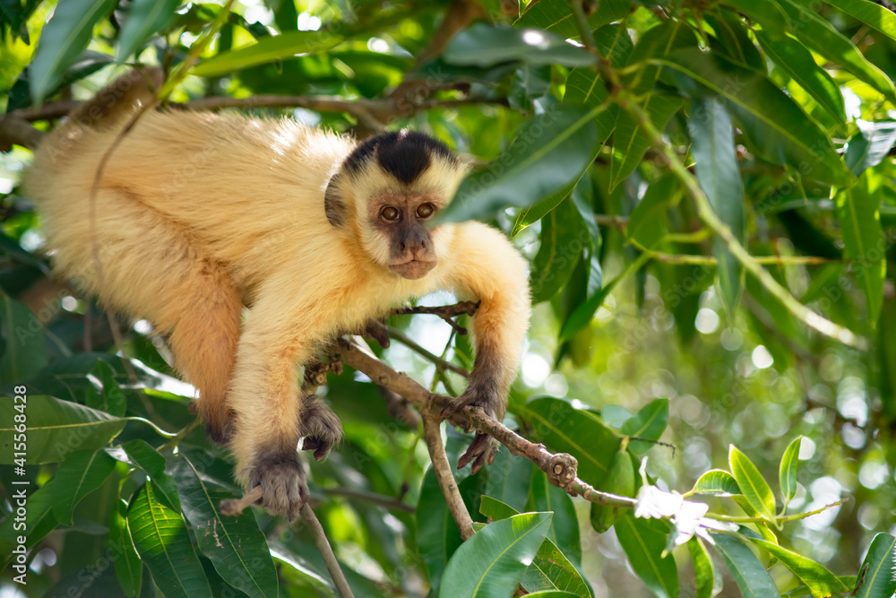 Fototapeta premium Capuchin monkey in the jungle