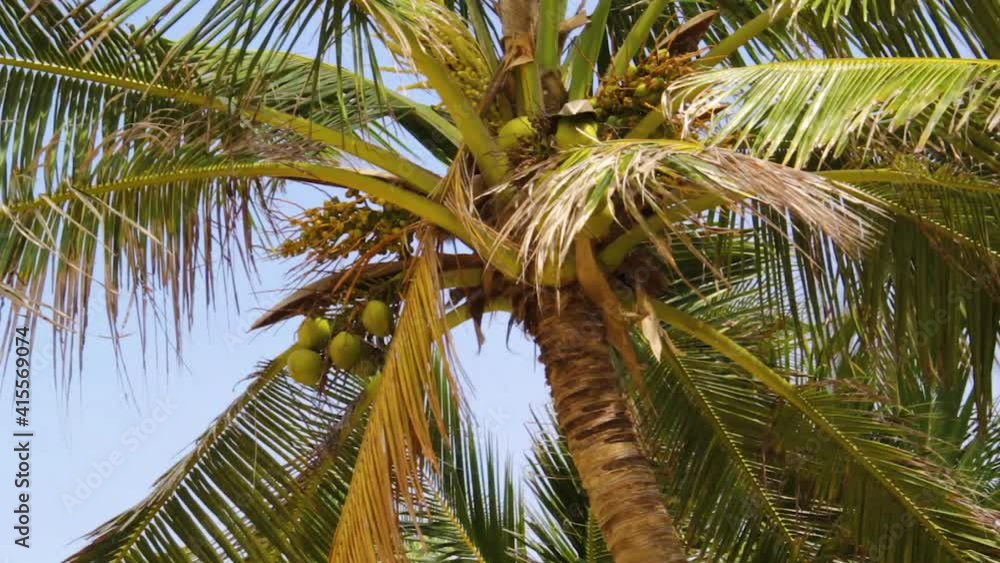 Bottom view of a coconut tree with fruits and leaves stirring from the wind against a blue sky on a sunny day Bottom view of a coconut tree with fruits and leaves stirring from the wind against a blue sky on a sunny day