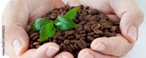 Kaffeebohnen in Männerhänden mit Blättern der Kaffeepflanze Banner