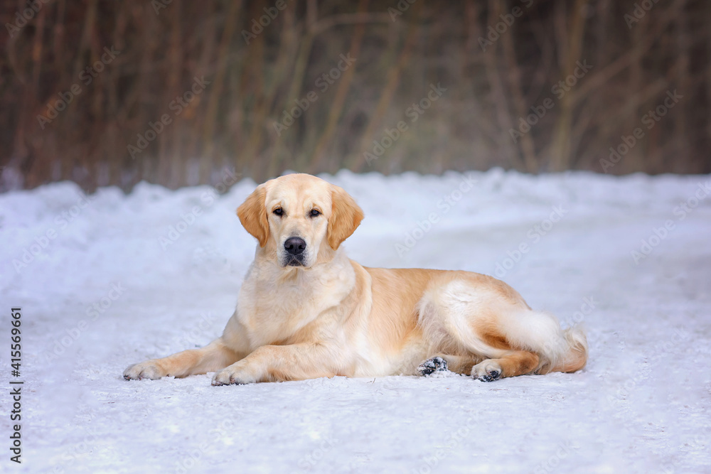 Golden retriever dog in winter forest