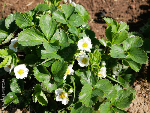 Blooming young strawberry, in the sun