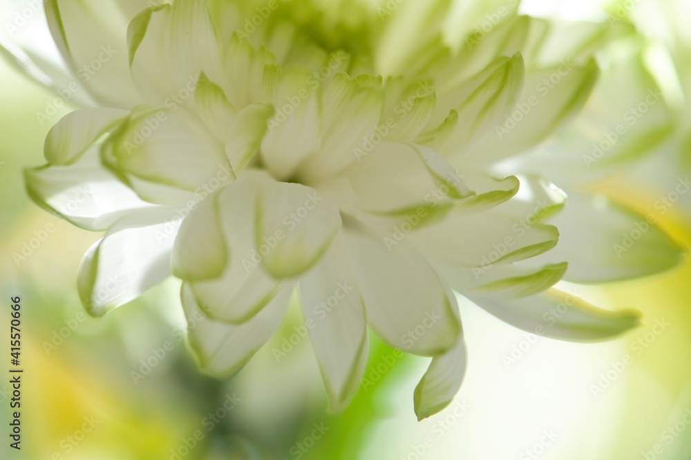 Frühlingsblume in grün/weiß