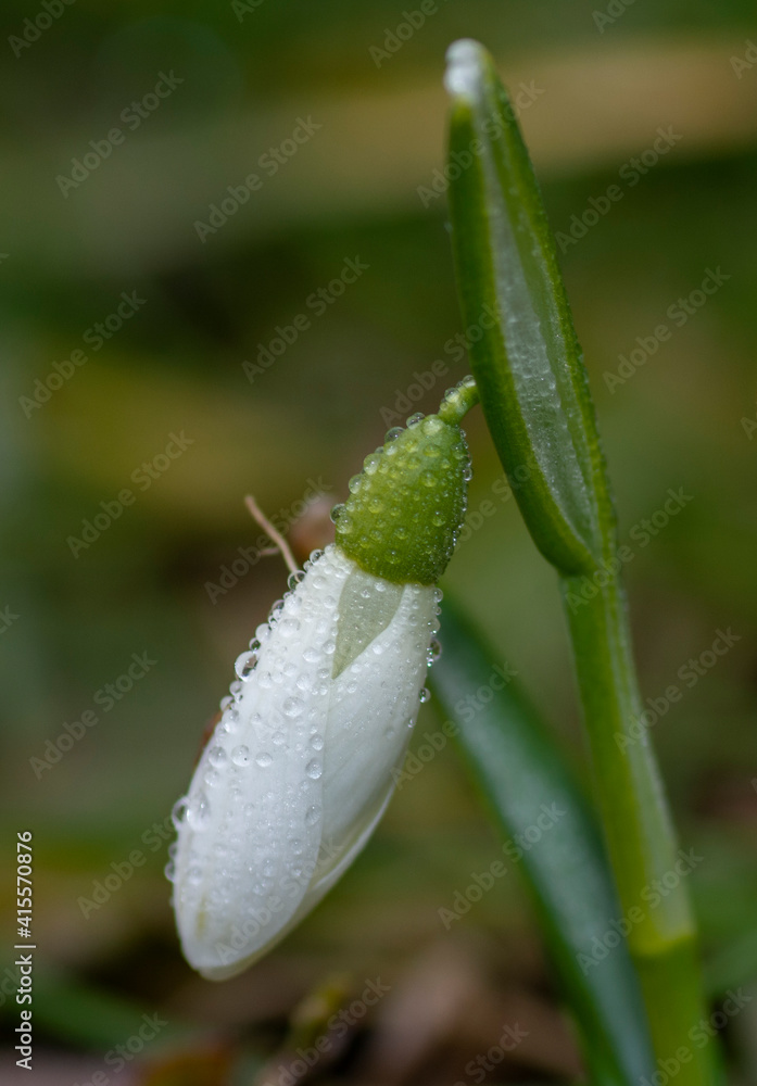 Single Snowdrop flower (Galanthus nivalis) . Close up . Spring symbol. Single Snowdrop flower (Galanthus nivalis) . Close up . Spring symbol.