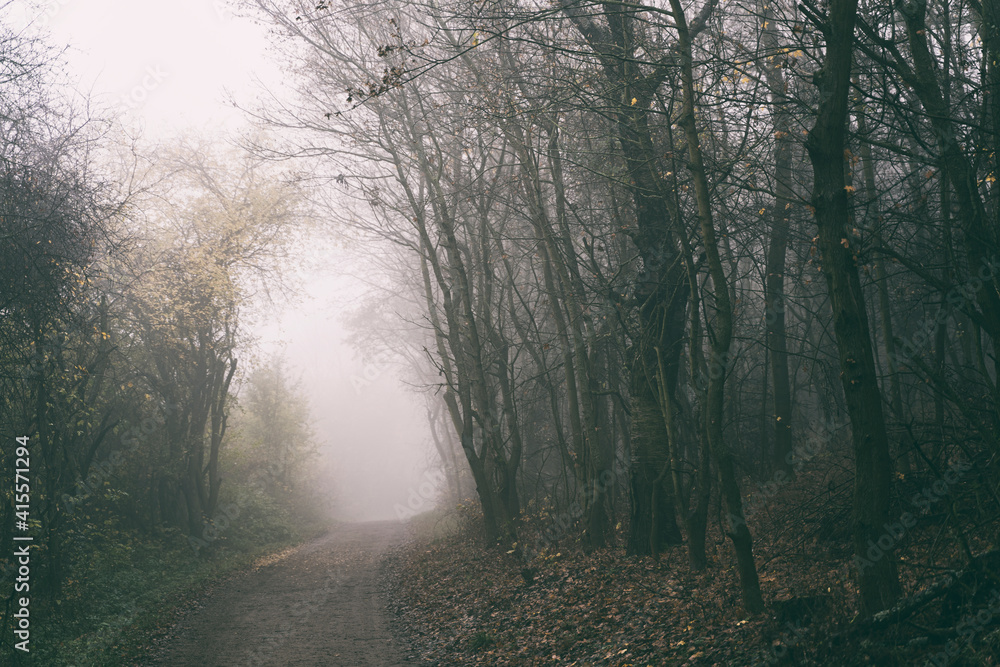 Naklejka premium scary forest with fog in black and white, toned