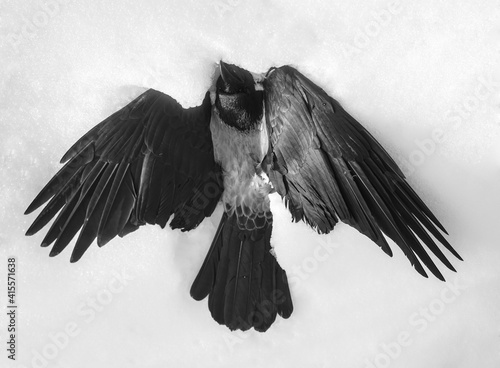 Quadro su tela Dead black crow lying on snow