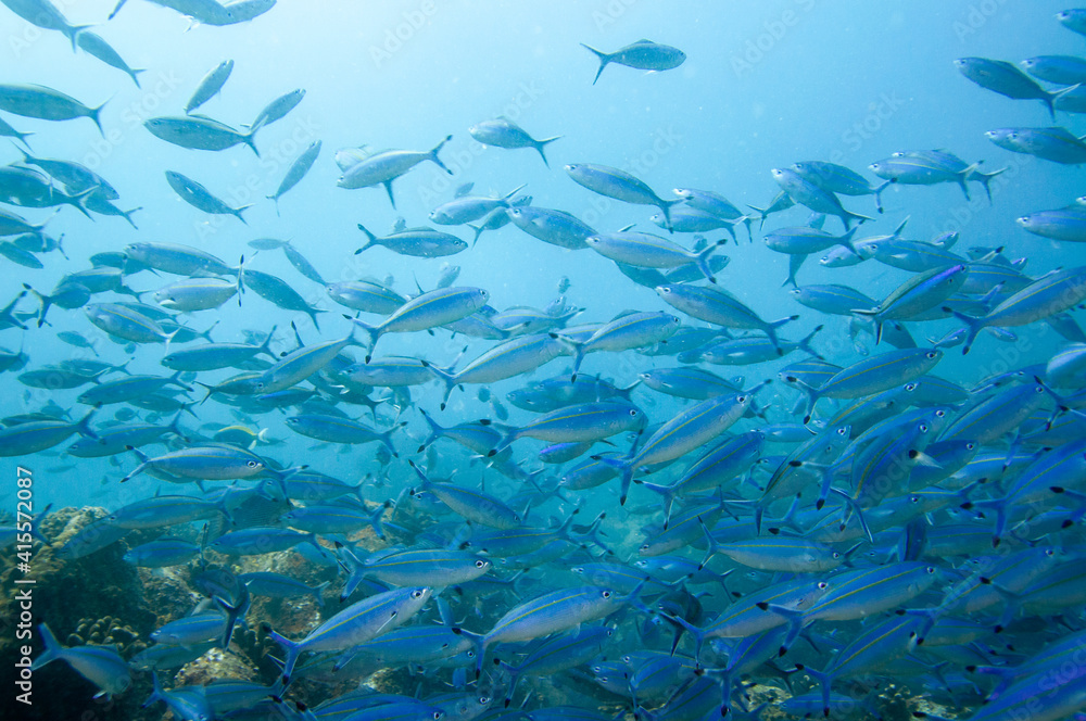 Group of fusilier fish in blue tropical water Group of fusilier fish in blue tropical water