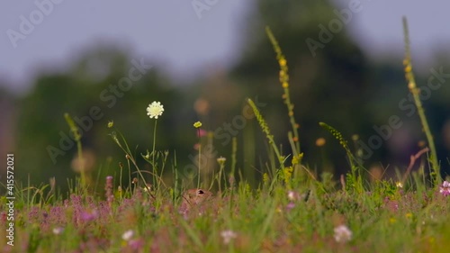 European ground squirrel - Spermophilus citellus on meadow