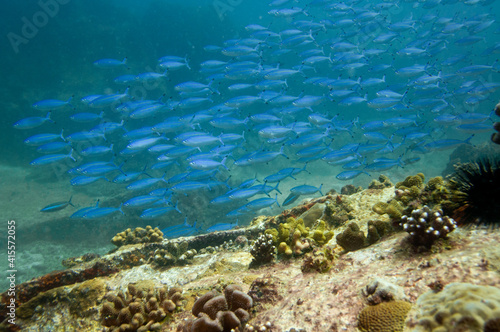 Fototapeta Naklejka Na Ścianę i Meble -  Group of fusilier fish in blue tropical water