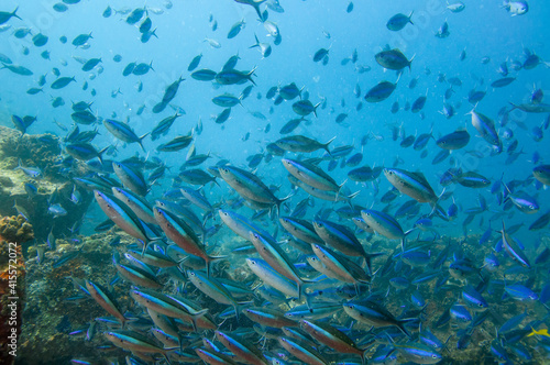 Group of fusilier fish in blue tropical water over the reef