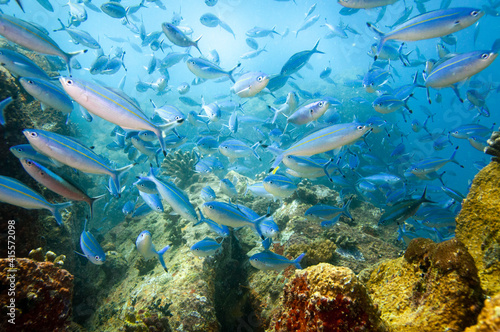Wallpaper Mural Group of fusilier fish in blue tropical water Torontodigital.ca