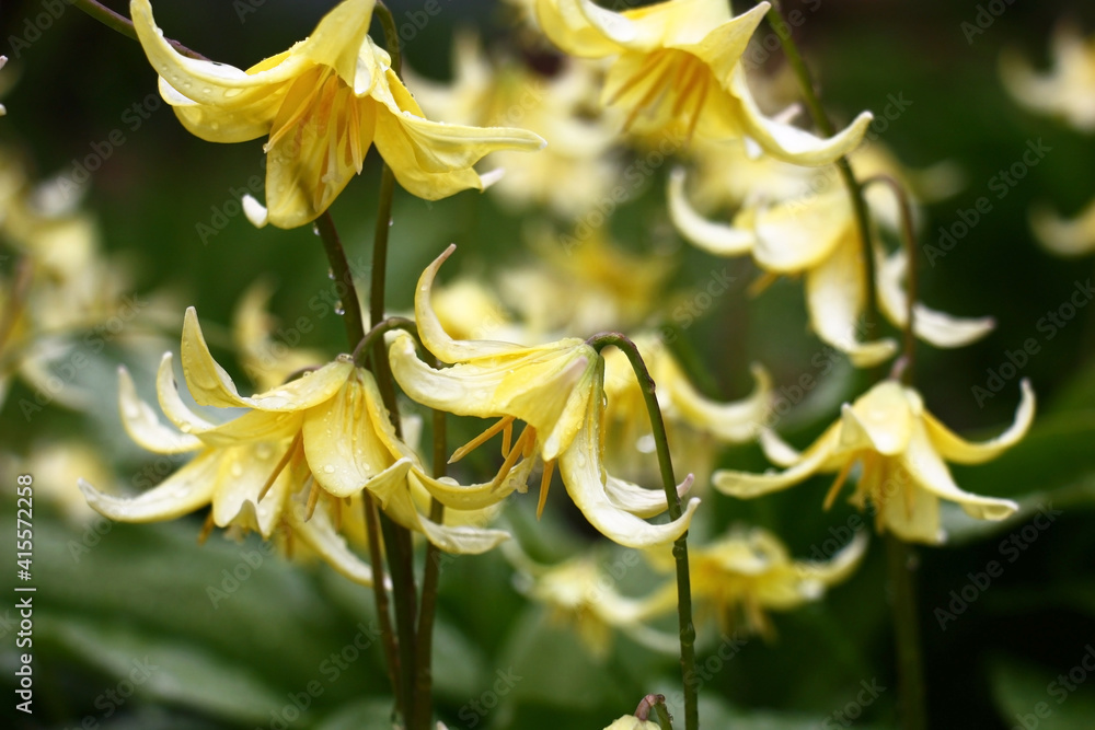 Fototapeta premium Spring. Rainy morning. Green fresh leaves and bright yellow flowers of a erythronium in water drops.