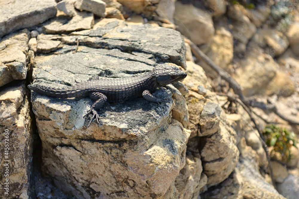 Obraz premium Black Lizard on a stone near Capetown in South Africa