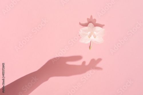 Cuadro en lienzo Female hand shadow keeps white spring flower