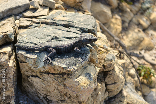 Black Lizard on a stone near Capetown in South Africa