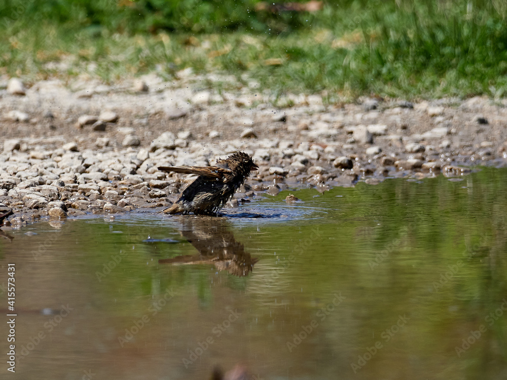 House sparrow, Passer domesticus, soaking in a pond, Onteniente, Spain House sparrow, Passer domesticus, soaking in a pond, Onteniente, Spain