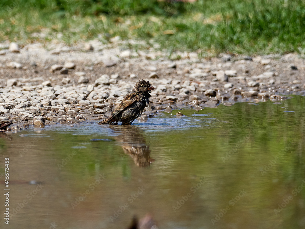 House sparrow, Passer domesticus, soaking in a pond, Onteniente, Spain House sparrow, Passer domesticus, soaking in a pond, Onteniente, Spain