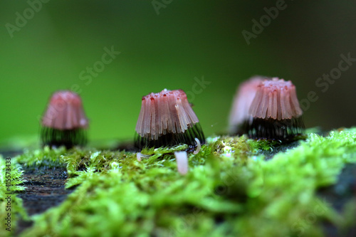 Myxomycète Stemonitis fusca en fructification sur boir mort photo