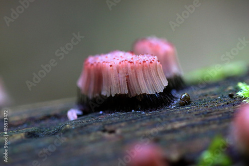Fotografía Myxomycète Stemonitis fusca en fructification sur boir mort