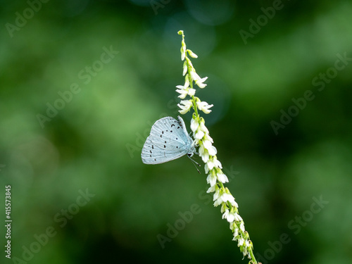 Modraszek wieszczek na białych kwiatach photo