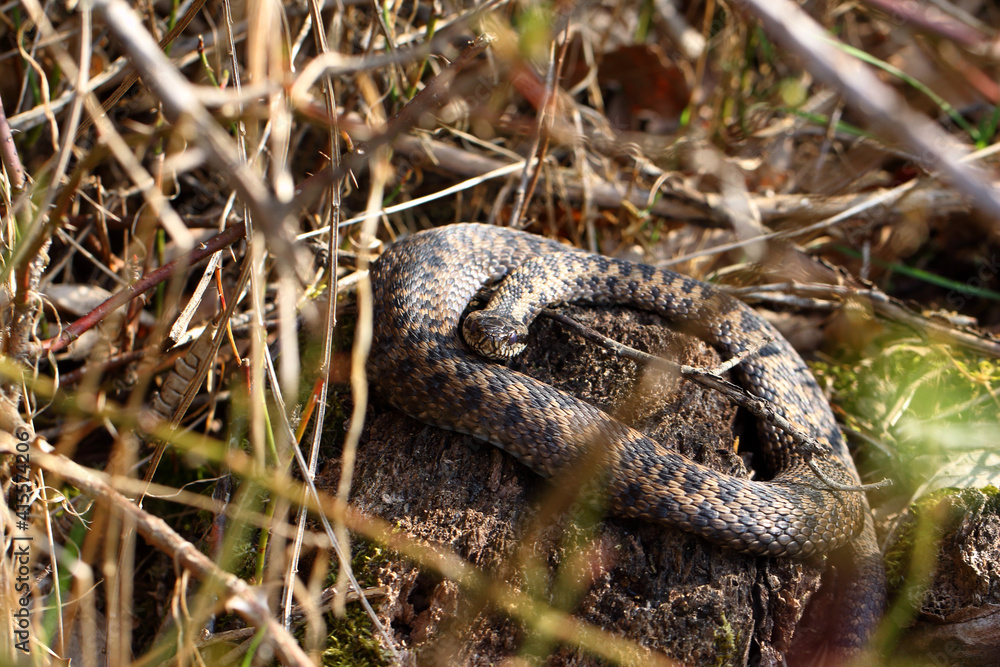 Vipère péliade Vipera berus au sortir de l'hivernation au printemps Vipère péliade Vipera berus au sortir de l'hivernation au printemps