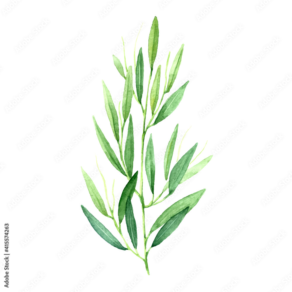 Naklejka premium Watercolor sprig of fresh green tarragon.