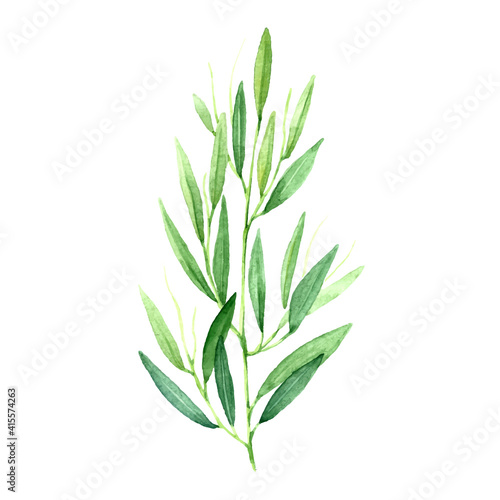 Watercolor sprig of fresh green tarragon.