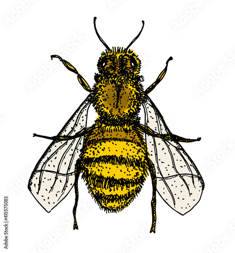 Honey bee vintage vector drawing. Hand drawn isolated insect sketch. Vintage color engraved illustration. Great for logo, icon, label, packaging design.