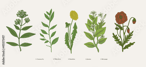 vintage hand drawn boatnical illustration set. graphic design elements, isolated flower vectors