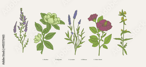 vintage hand drawn boatnical illustration set. graphic design elements, isolated flower vectors photo