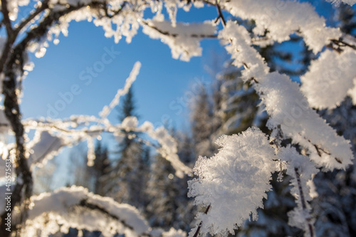 Wallpaper Mural Frame of twigs with snow crystals in front and snowy forest and a blue sky in background. Torontodigital.ca